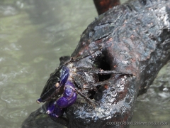 Metopograpsus