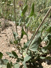 Gaillardia aristata