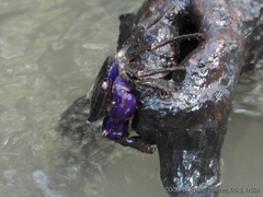 Metopograpsus