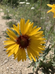 Gaillardia aristata
