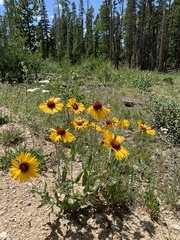 Gaillardia aristata