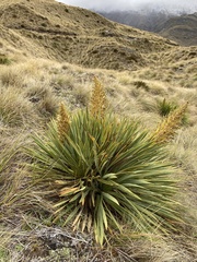 Aciphylla aurea