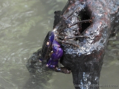 Metopograpsus