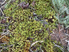 Polytrichum juniperinum