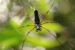 Nephila kuhli