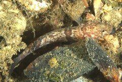 Callogobius depressus