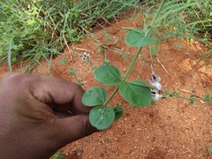 Andrographis paniculata