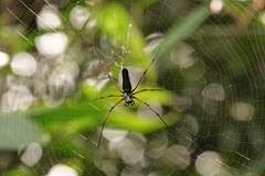 Nephila kuhli
