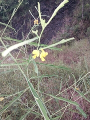 Chamaecrista mimosoides