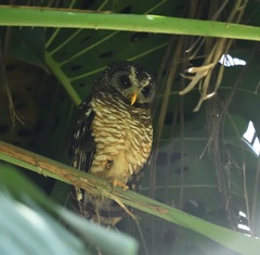 Strix woodfordii