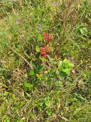 Gymnosporia markwardii