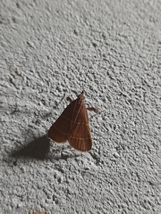 Arta epicoenalis