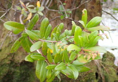 Pieris phillyreifolia
