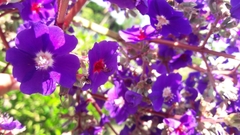 Pleroma heteromallum