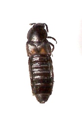 Aleochara