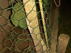 Lepidodactylus lugubris