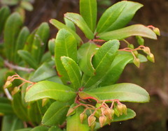 Pieris phillyreifolia