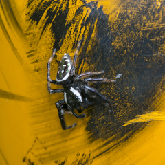 Paraphidippus