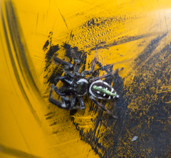 Paraphidippus