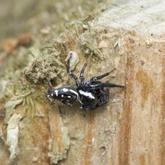 Paraphidippus