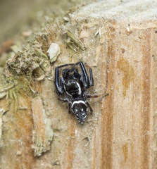 Paraphidippus