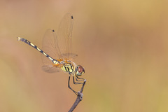 Trithemis pallidinervis