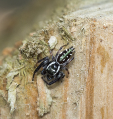 Paraphidippus
