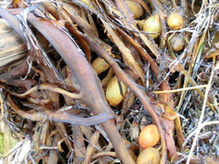 Phyllospora comosa