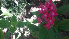 Pentas lanceolata