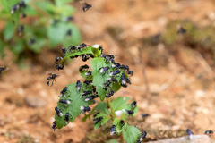 Tetragonilla collina