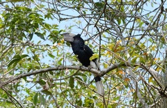 Bycanistes subcylindricus