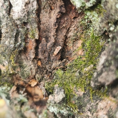 Amorphoscelis chinensis