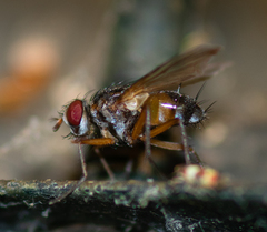 Cholomyia inaequipes