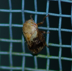 Clastoptera achatina