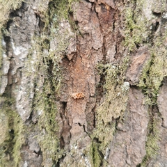 Amorphoscelis chinensis