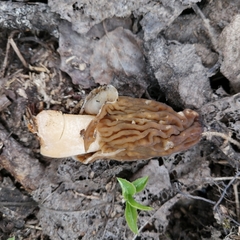 Verpa bohemica