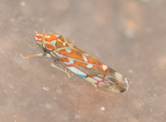 Erythroneura rubra