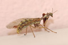 Mantispa styriaca