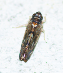 Scaphoideus