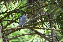 Kaupifalco monogrammicus