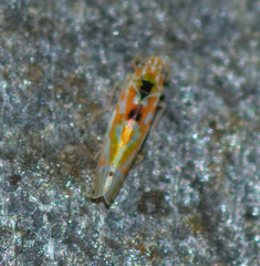 Erythroneura octonotata