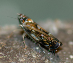 Scaphoideus