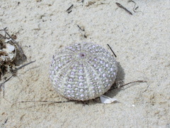 Heliocidaris erythrogramma