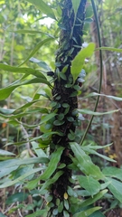 Lemmaphyllum microphyllum