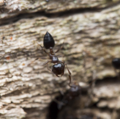 Crematogaster ashmeadi