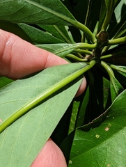Machilus japonica