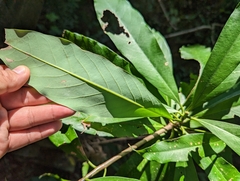 Machilus japonica