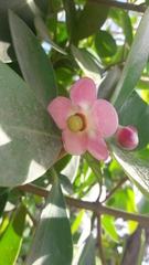 Clusia rosea