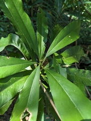Machilus japonica