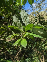 Machilus japonica